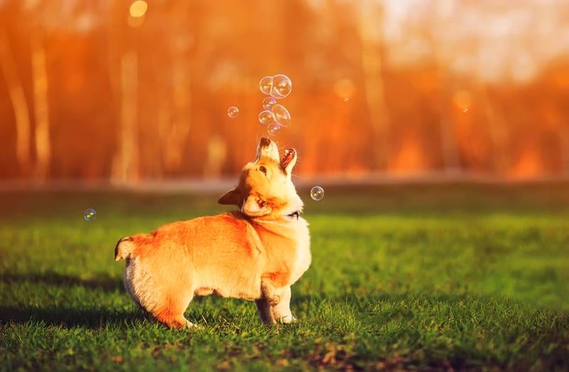 Pet Care at Somerset Park Pharmacy